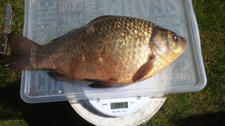 Prussian carp