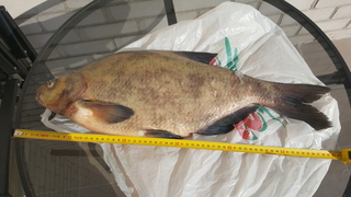Carp bream
