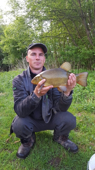 Tench