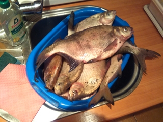 Carp bream