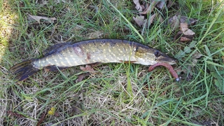 Northern Pike
