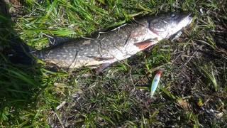 Northern Pike