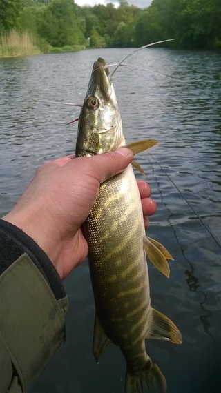 Northern Pike