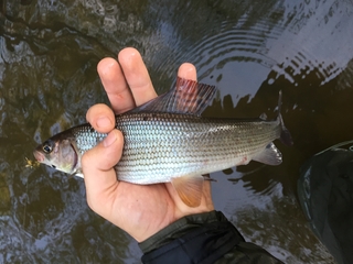 Grayling