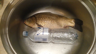 Crucian carp