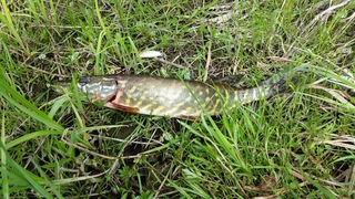Northern Pike