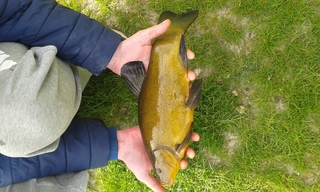 Tench