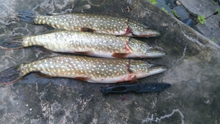 Northern Pike