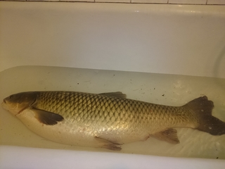 Grass carp