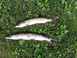 Northern Pike