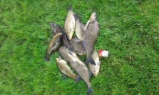 Carp bream