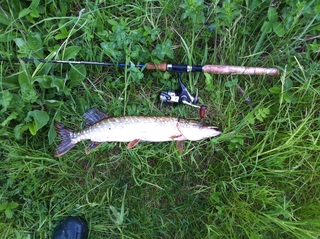 Northern Pike