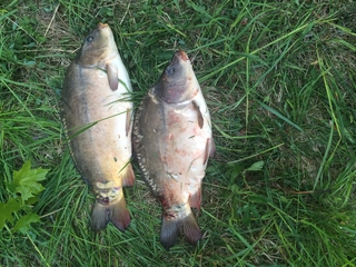 Mirror carp