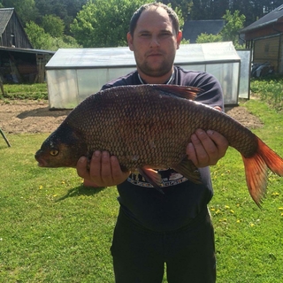 Carp bream