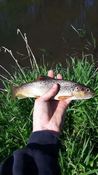Brown Trout