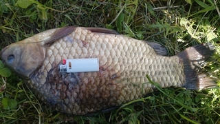 Prussian carp