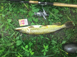 Northern Pike