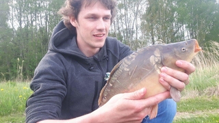Mirror carp