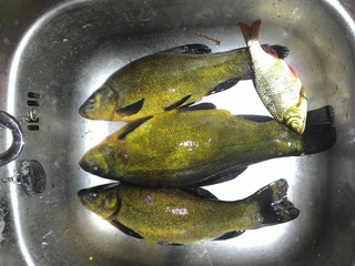 Tench