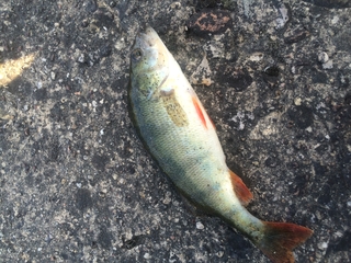 Eurasian perch