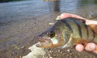 Eurasian perch