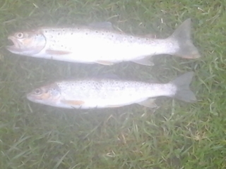 Brown Trout