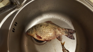 Crucian carp