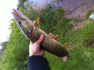 Northern Pike