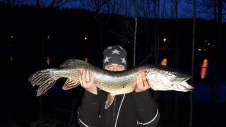 Northern Pike