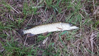 Northern Pike