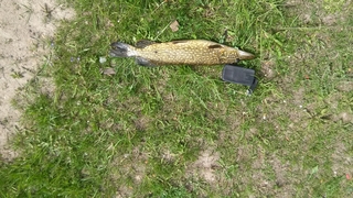 Northern Pike