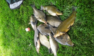 Carp bream