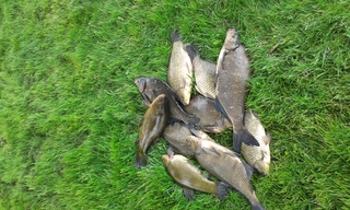 Carp bream