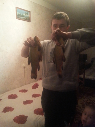 Tench