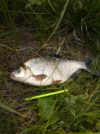 Carp bream