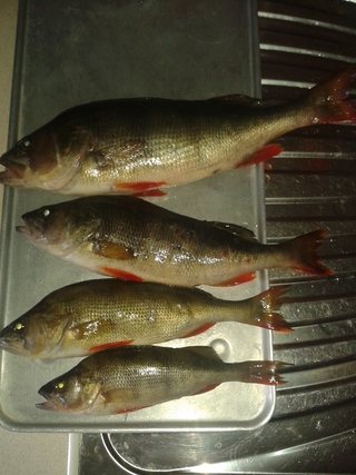 Eurasian perch