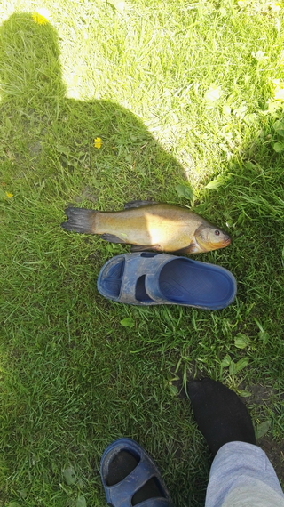 Tench