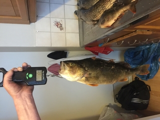 Eurasian perch