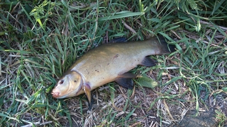 Tench