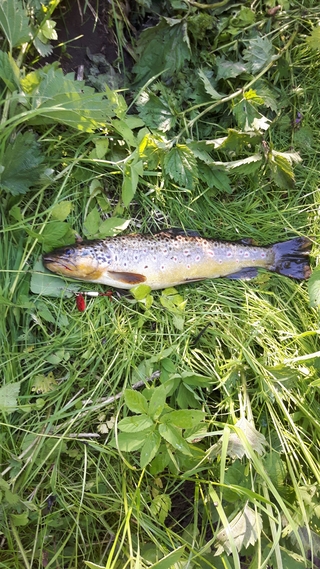 Brown Trout