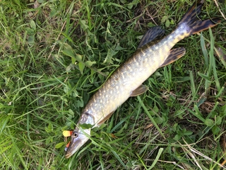Northern Pike
