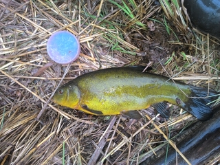 Tench