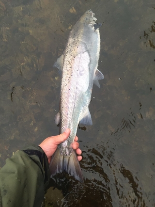 Atlantic salmon