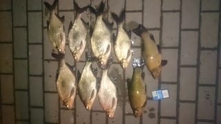Carp bream