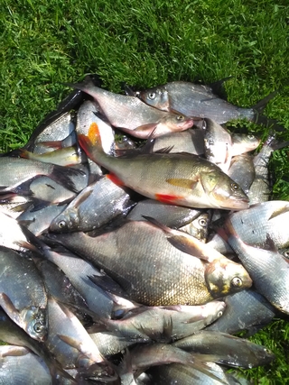 Carp bream