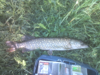 Northern Pike
