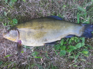 Tench