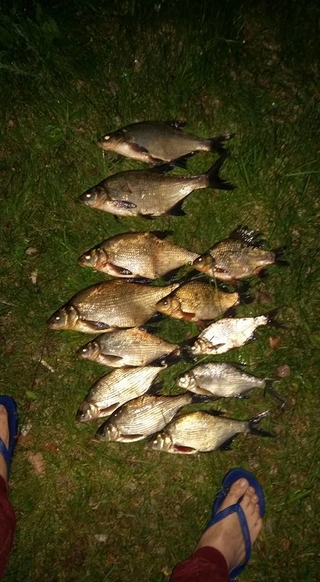 Carp bream