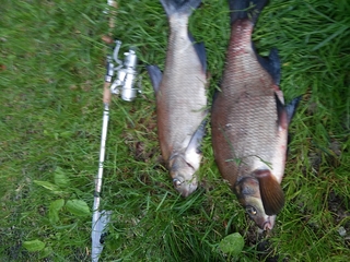 Carp bream