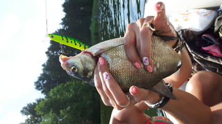 Carp bream
